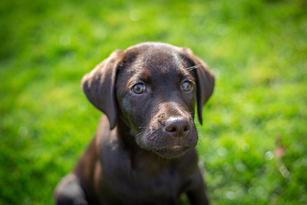 chocolate labrador retriever puppy on green grass field during