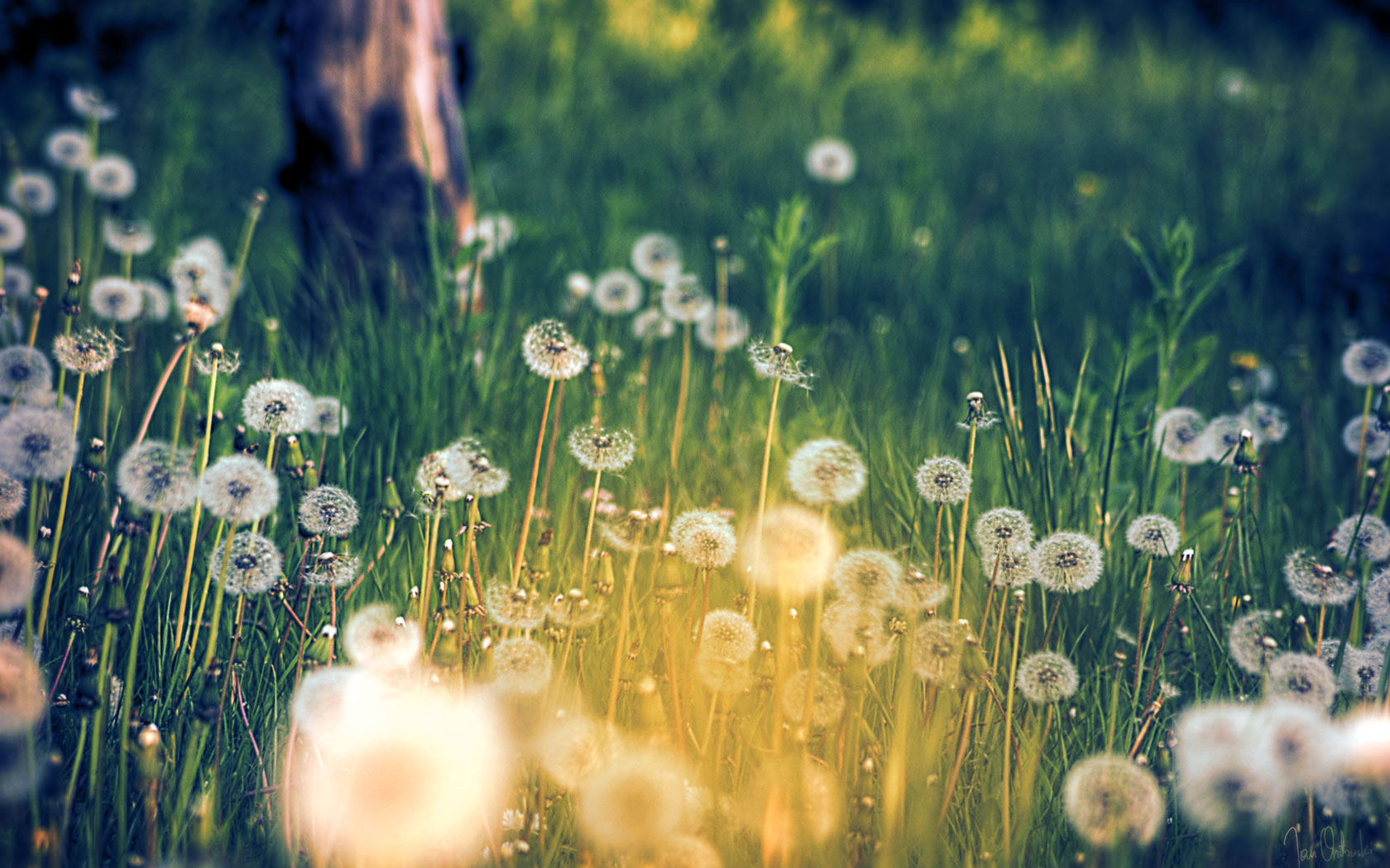 Download Dandelion Field Wallpaper pictures in high definition or