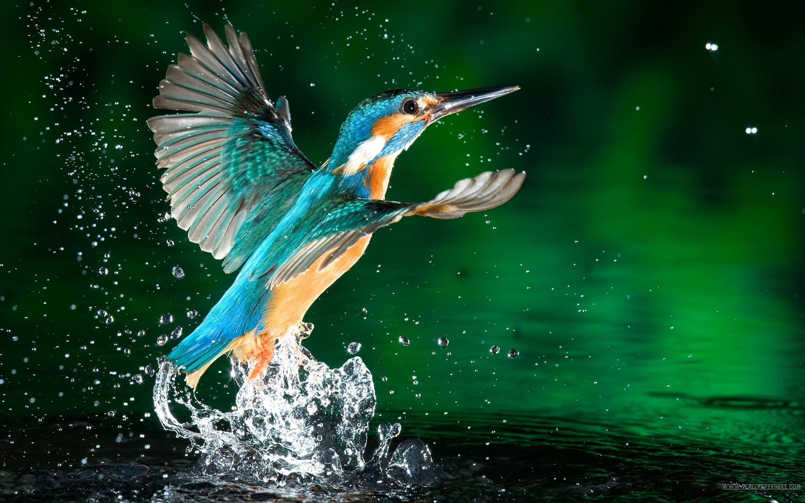 A Kingfisher bird with vibrant blue and orange plumage takes flight, creating a splash as it lifts off from the water's surface against a blurred green backdrop