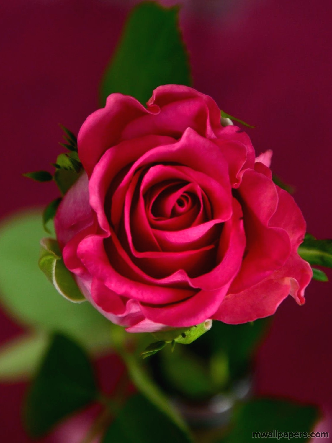 Red Rose HD Image And Wallpaper Flower