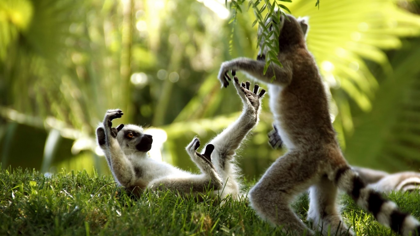 Ring Tailed Lemurs HD Wallpaper 1080p