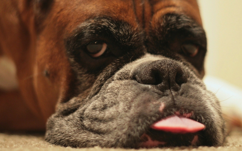 Animals Dogs Boxer Dog Wallpaper HD Desktop