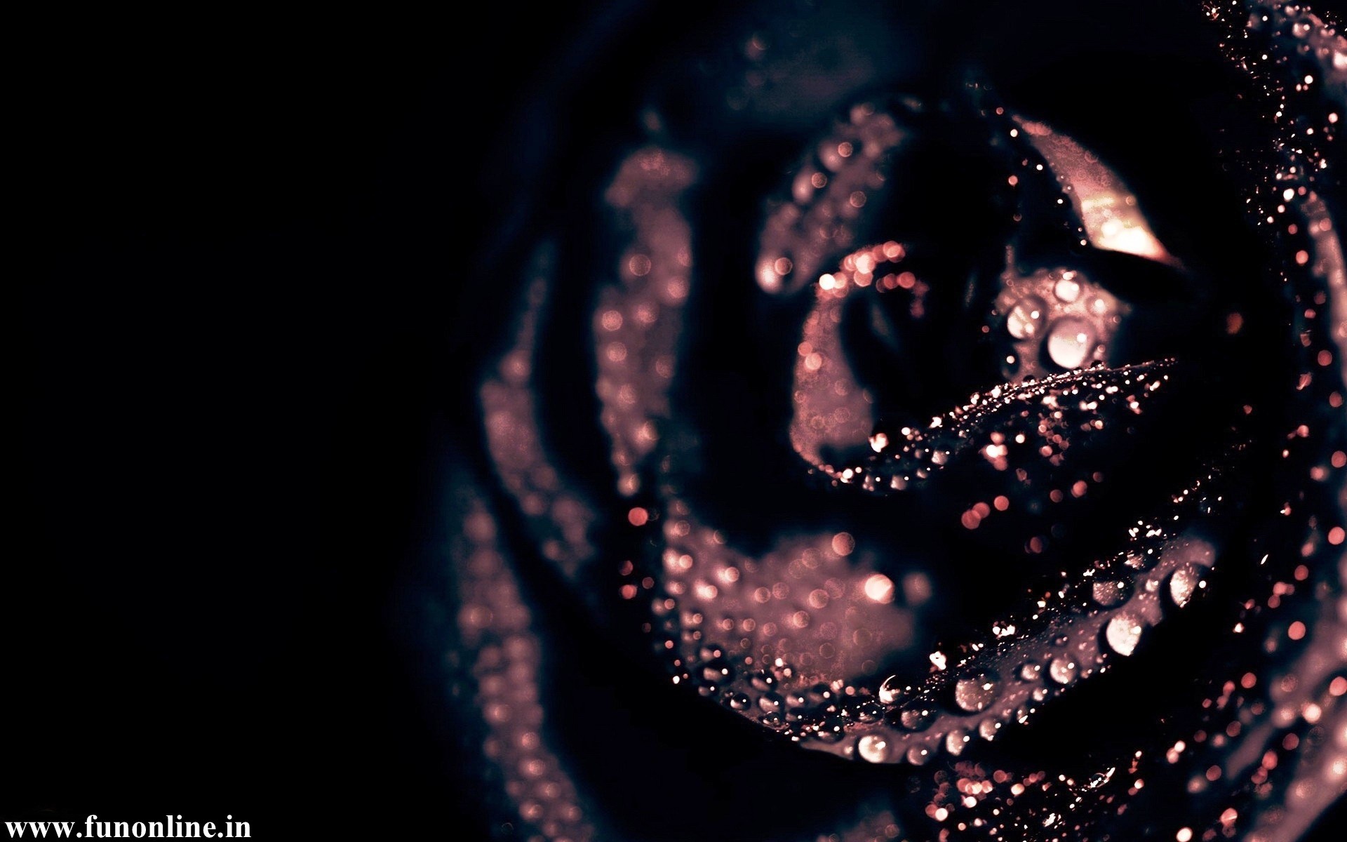 Black Rose Wallpaper Beautiful Roses HD For