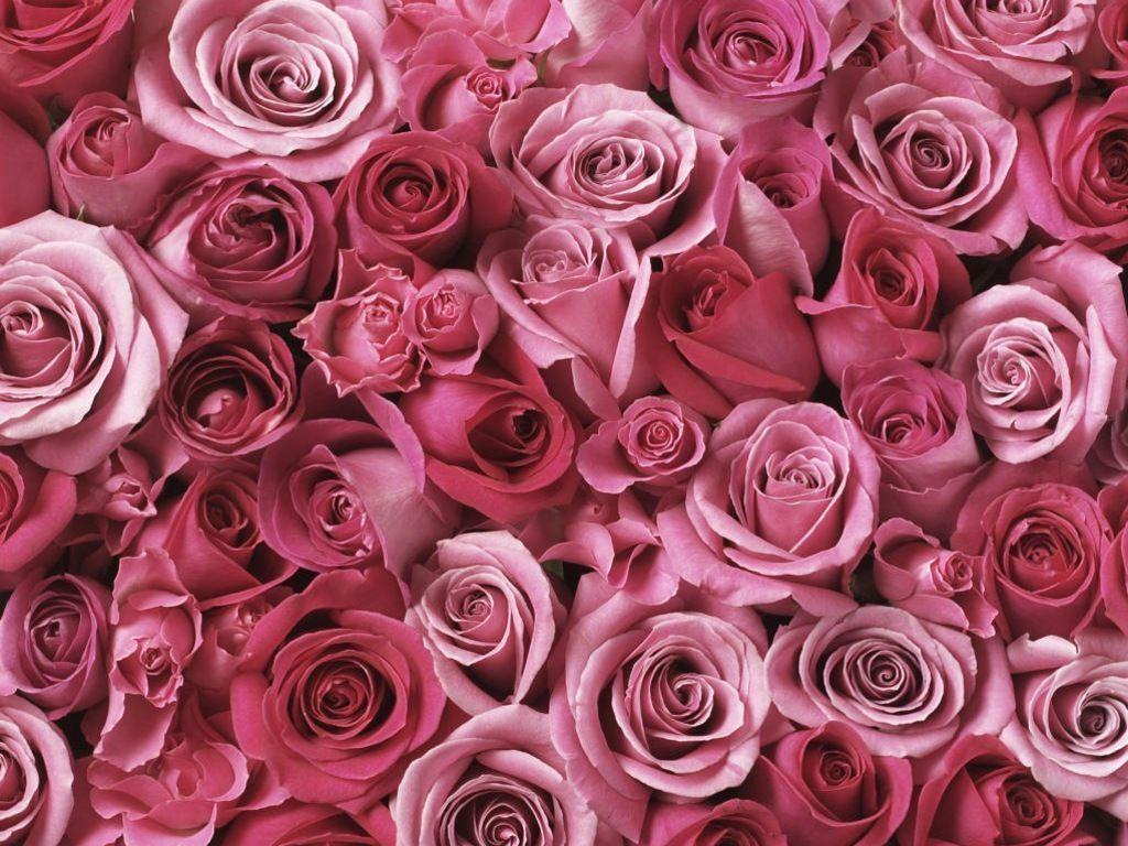 Wallpapers Pink Roses