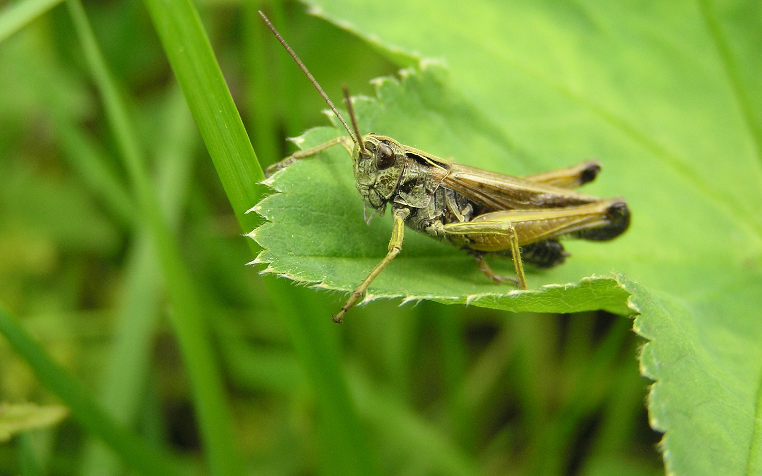 Grasshopper Full HD Wallpaper And Background