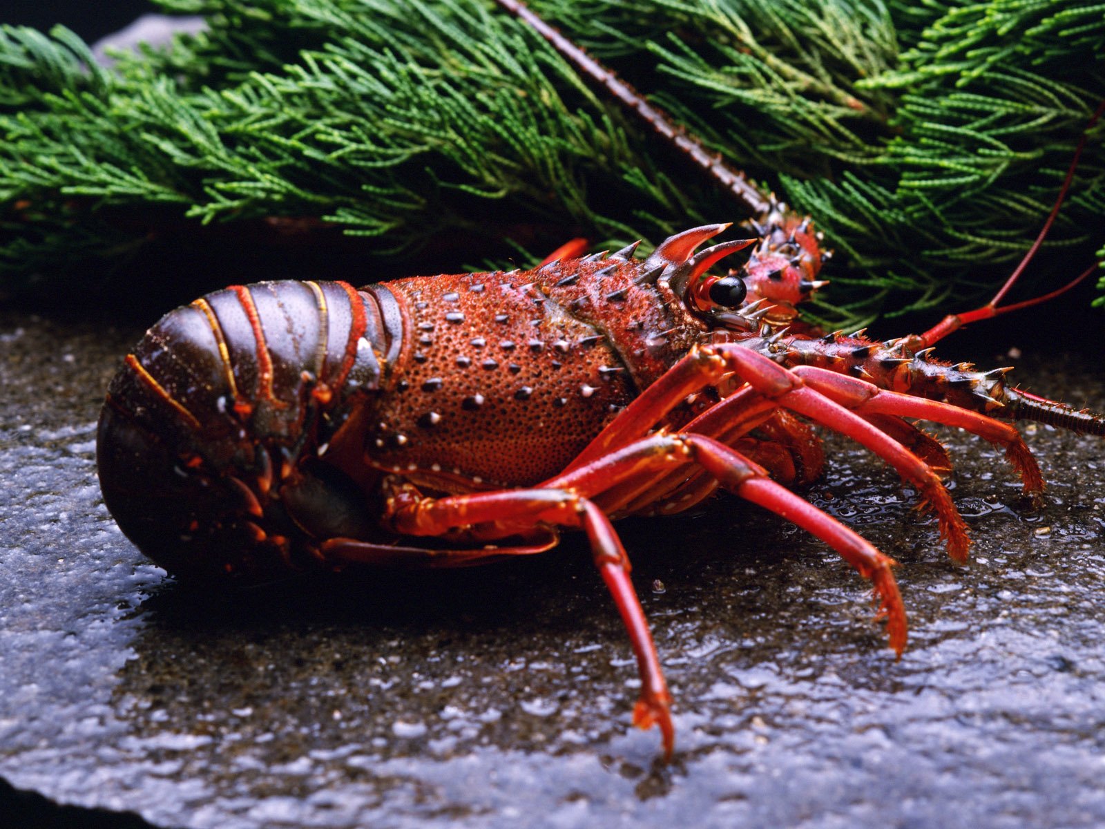 Lobster HD Wallpaper
