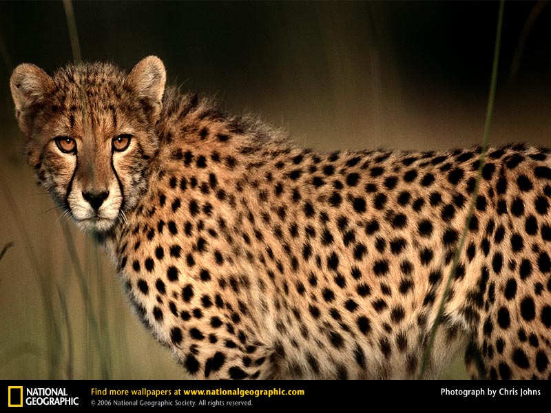 Cheetah Picture Desktop Wallpaper