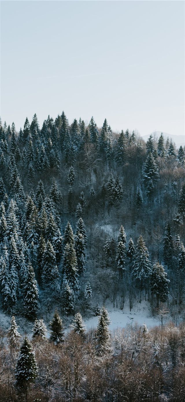 Winter Wonderland iPhone X Wallpaper Tree Forest Nature