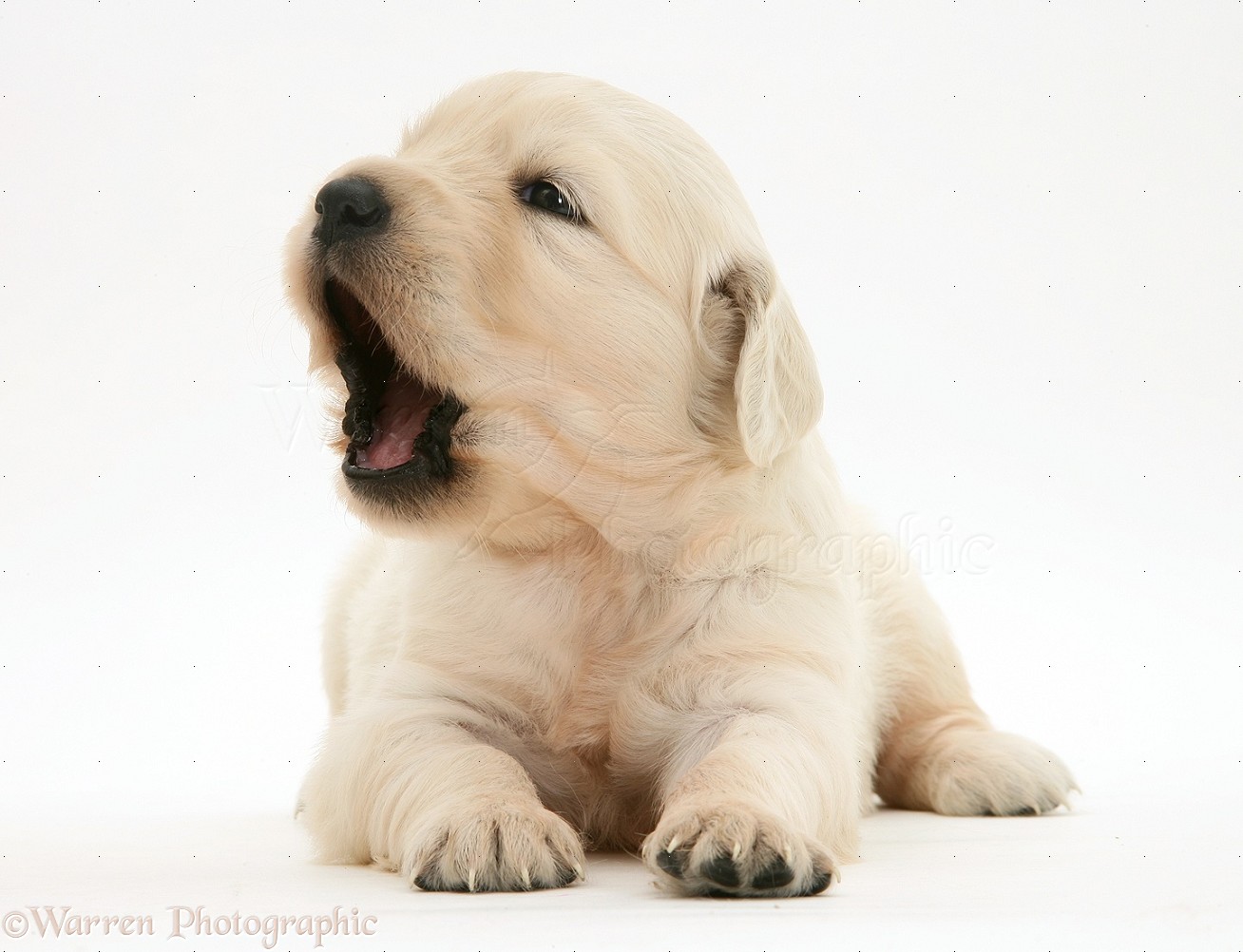Warrenphotographic Co Uk Golden Retriever Puppy Yawning