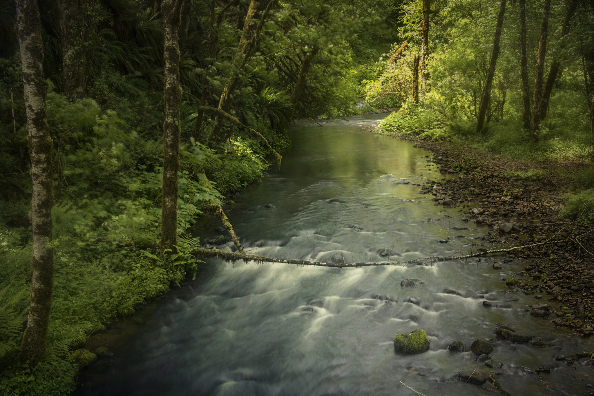 Wallpaper Forest Trees River Creek Nature