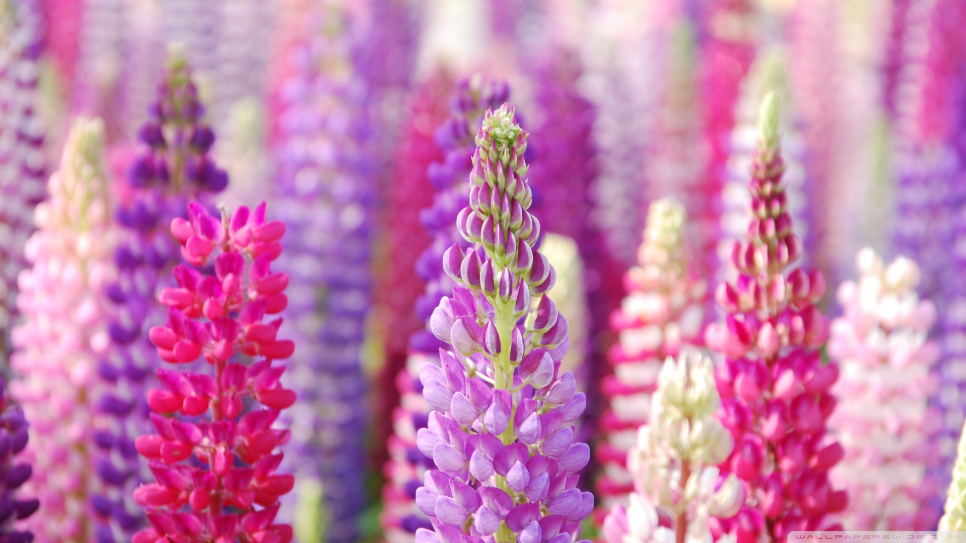 pink wallpaper flowers purple lupin images 1920x1080