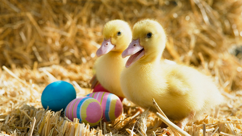 Windows Easter Eggs Beautiful And Colorful Wallpaper Collection