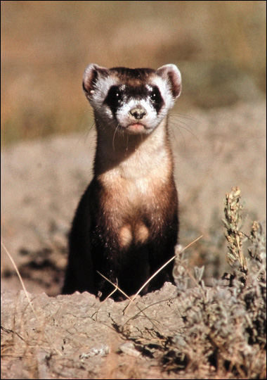 Animal Collection Black Footed Ferret