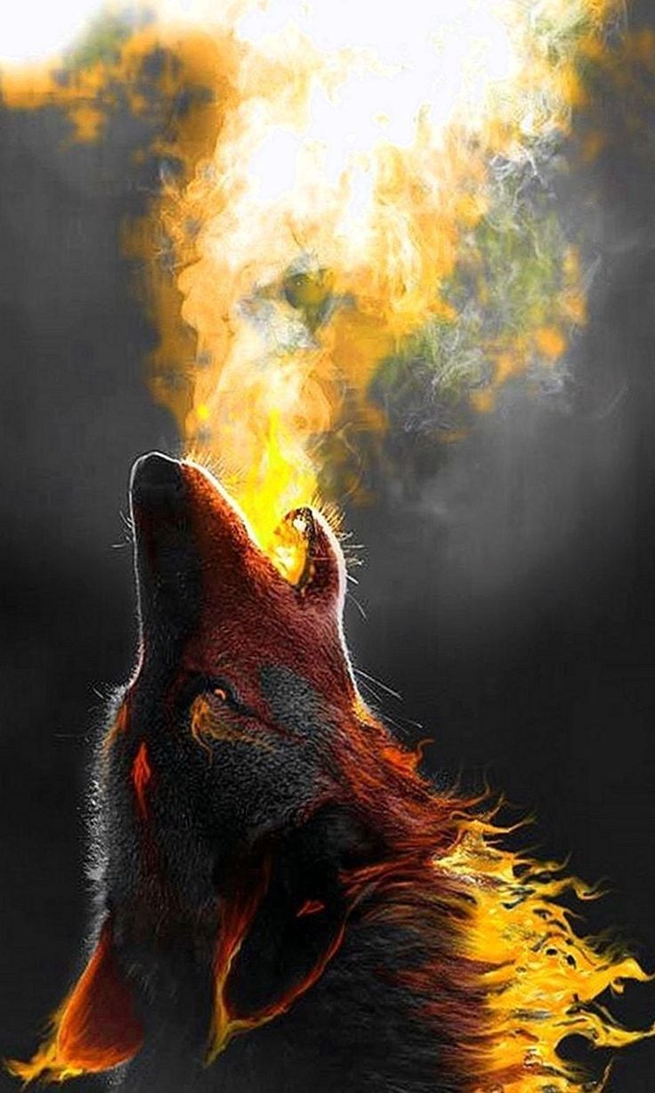 768x1280 Wolf Wallpapers   Wolf Background Images 736x1227