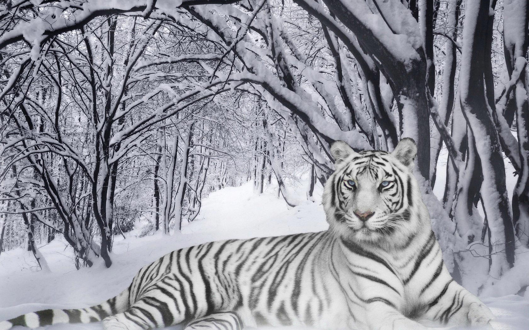 Bengal Tiger In The Snow Desktop Wallpaper