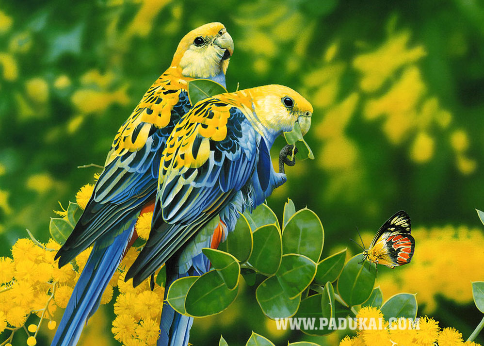 Birds of paradise wallpaper Birds wallpaper