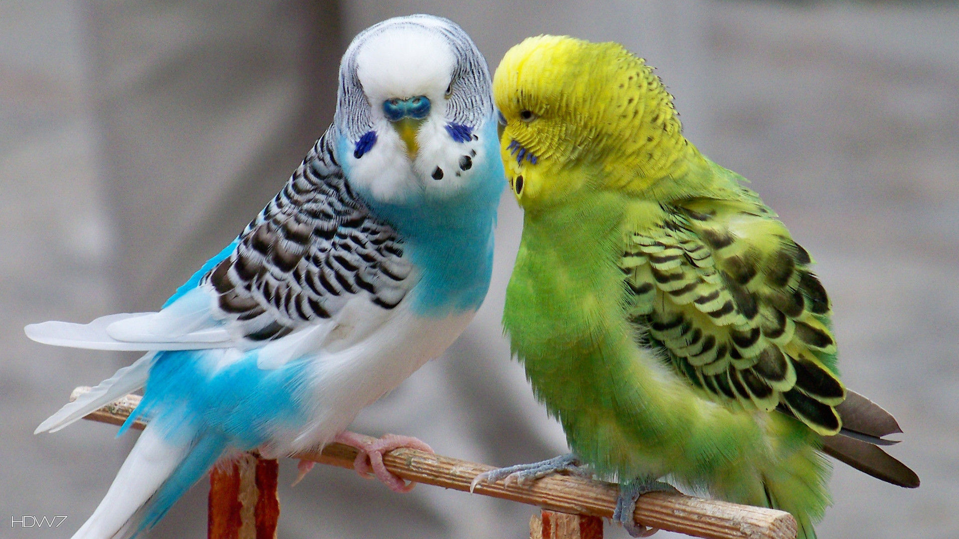 Parrots Budgerigars Birds Blue Green HD Wallpaper Gallery