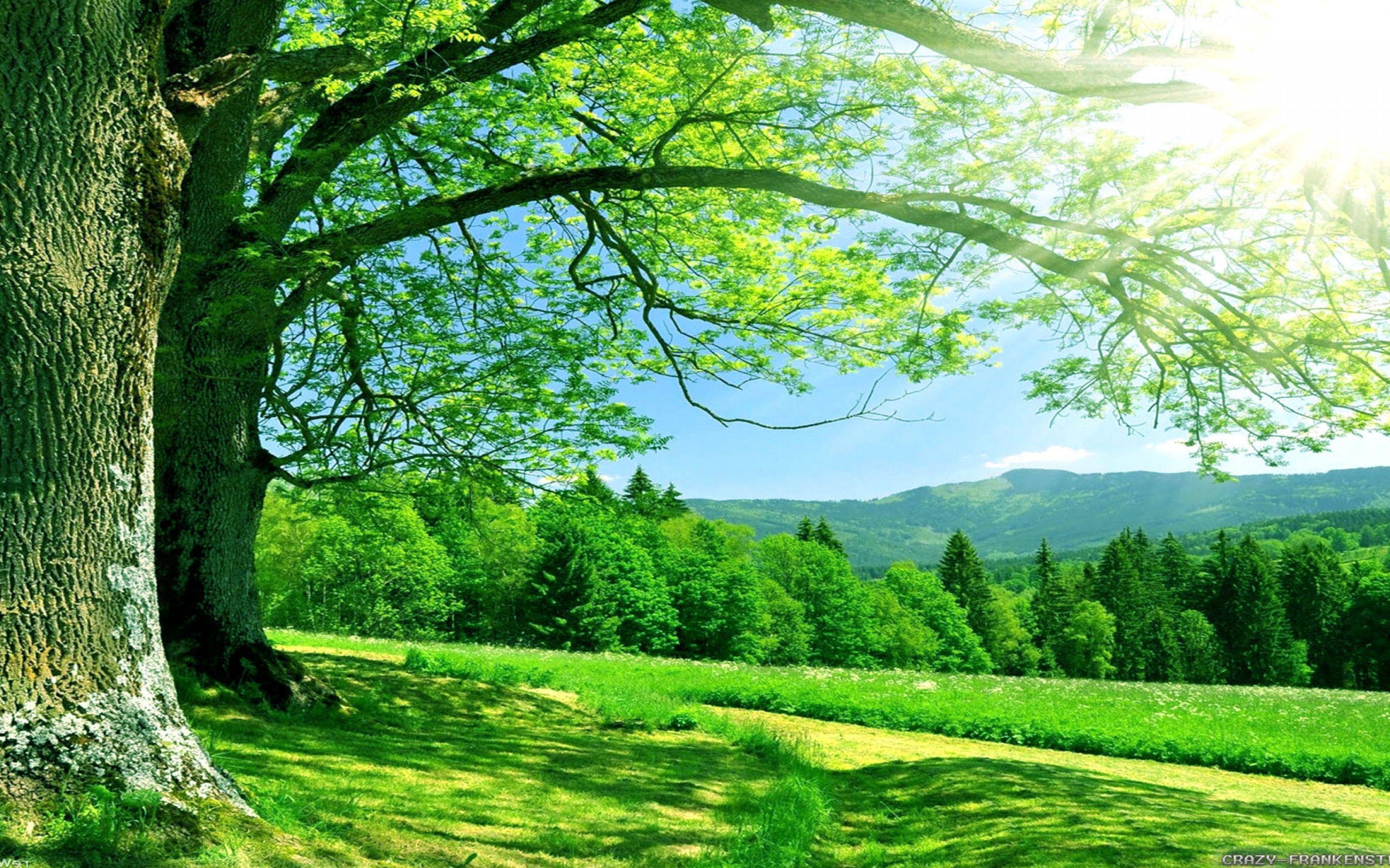 Wonderful Green Landscape Nature Forest Summer Time