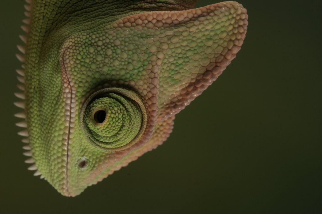 Veiled Chameleon By Bugalirious Stock