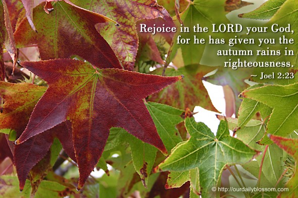 For He Has Given You The Autumn Rains In Righteousness Joel