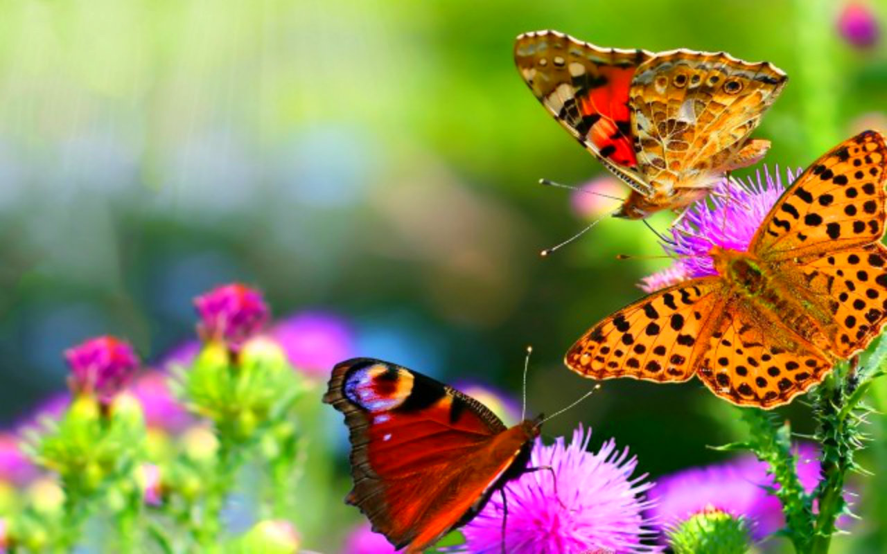 Colorful Butterflies Photo Bestepics