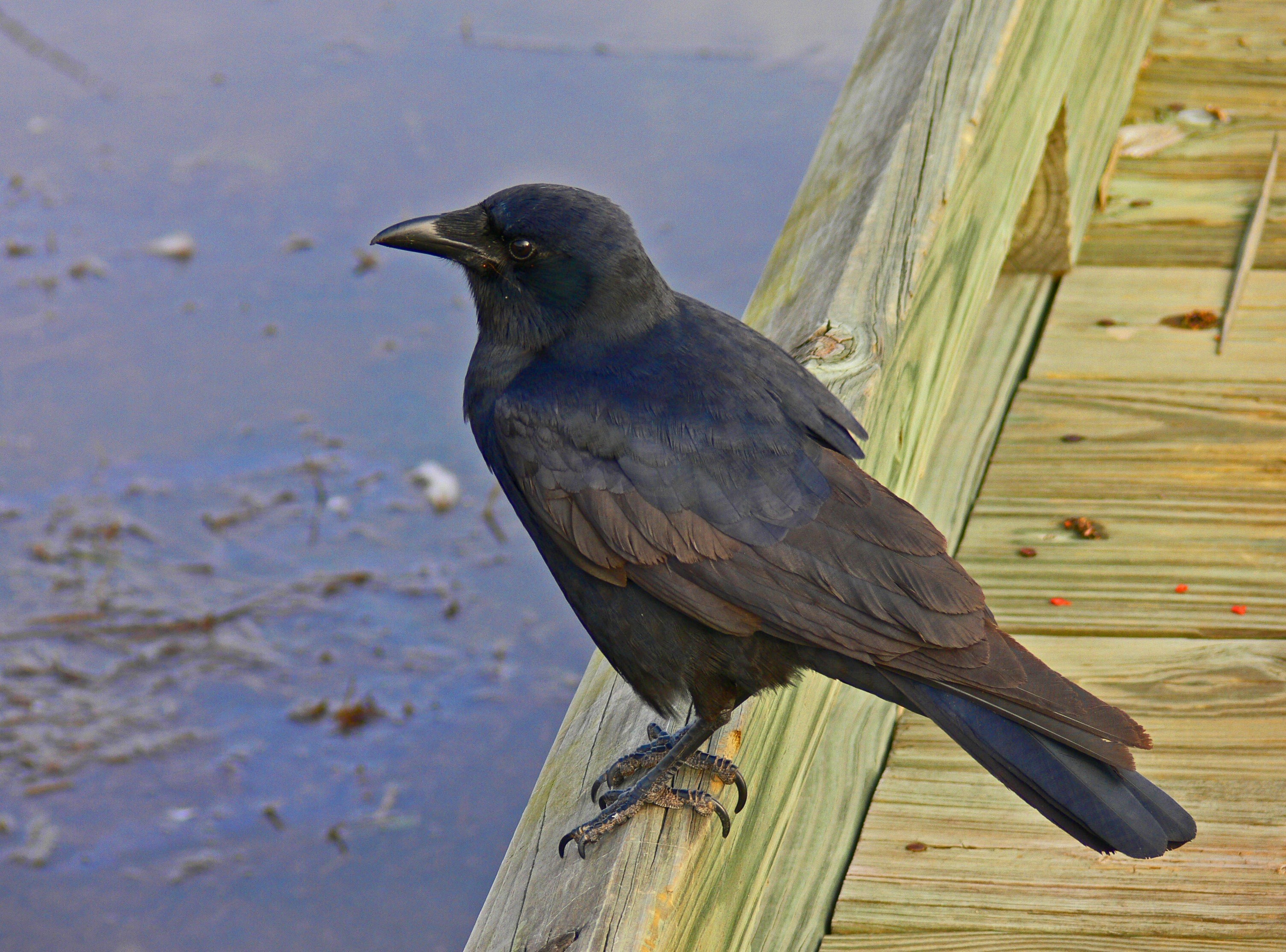 Black Crow Bird Wallpaper HD