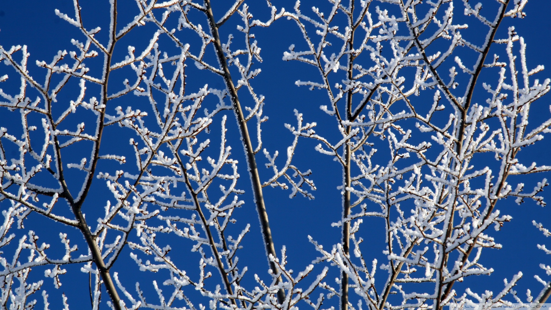 Snowy Tree Branches Wallpaper 1920x1080 Snowy Tree Branches