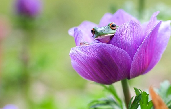 Wallpaper Frog Flower Looks Nature