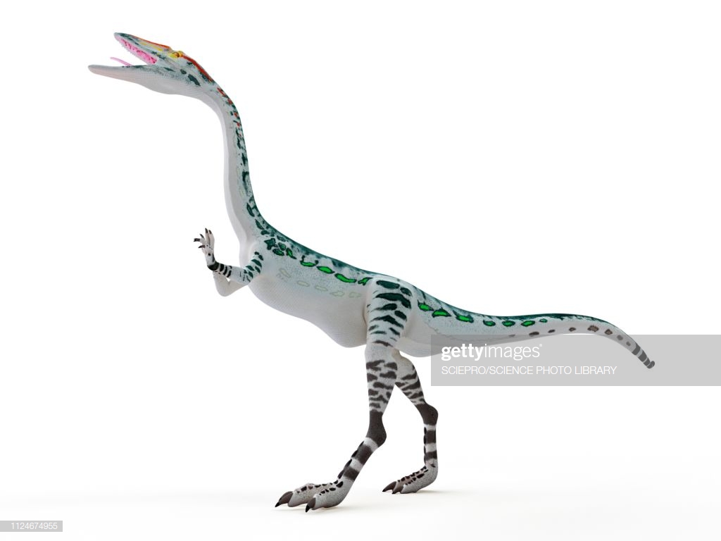 Illustration Of A Coelophysis Stock Getty Image