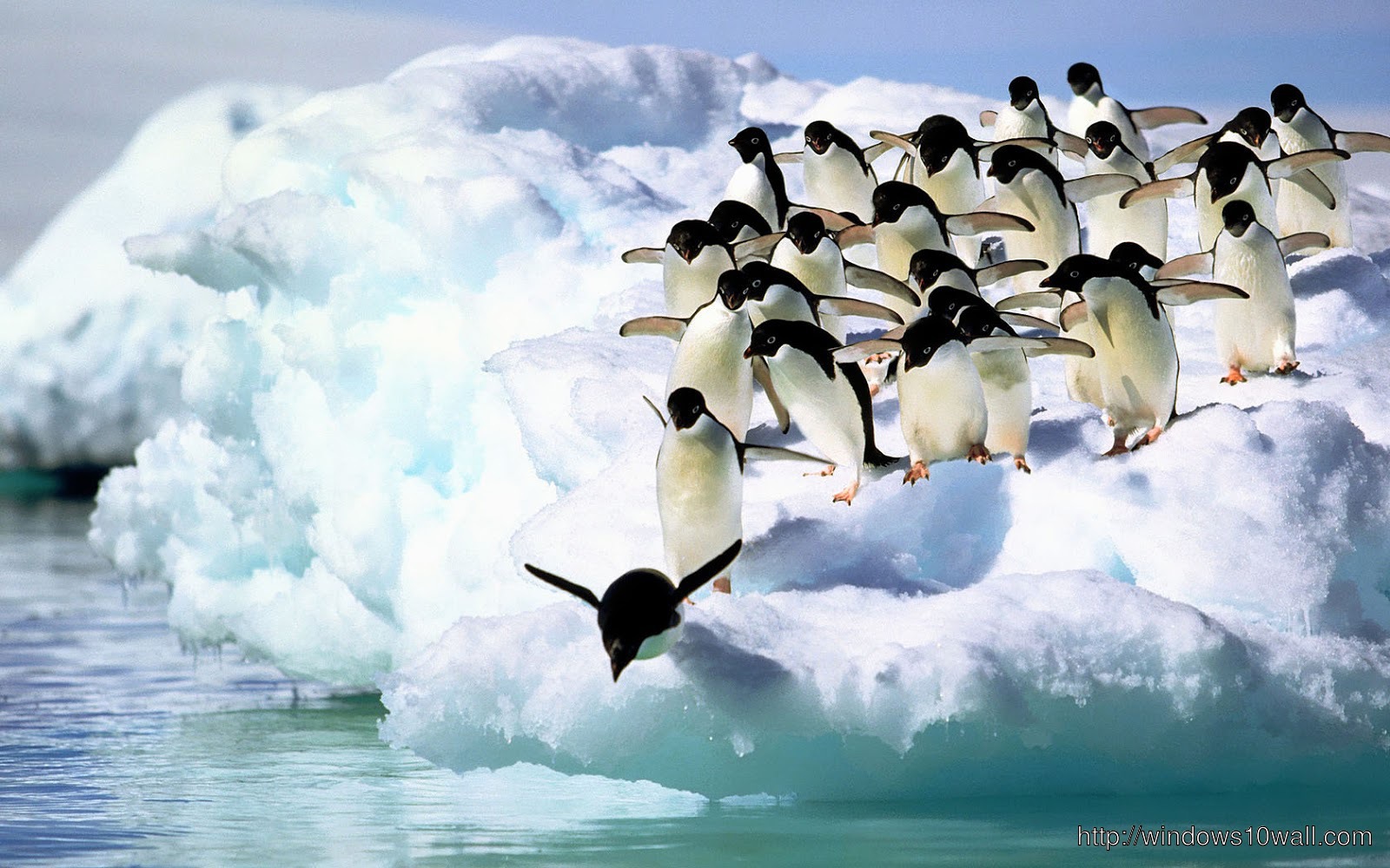 Penguins Jumping In Lake HD Wallpaper Windows