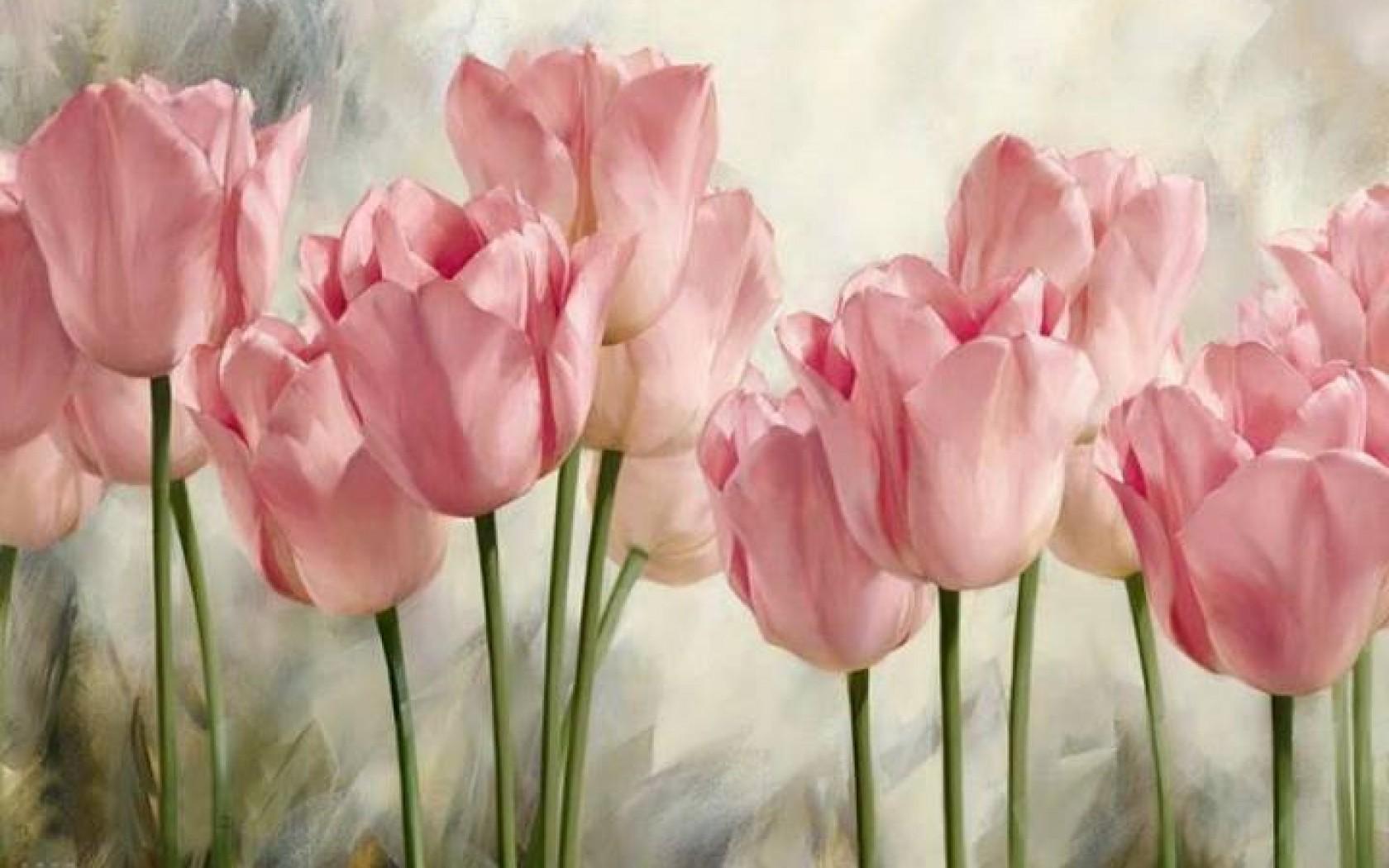 Soft Pink Tulips HD Desktop Wallpaper Widescreen High