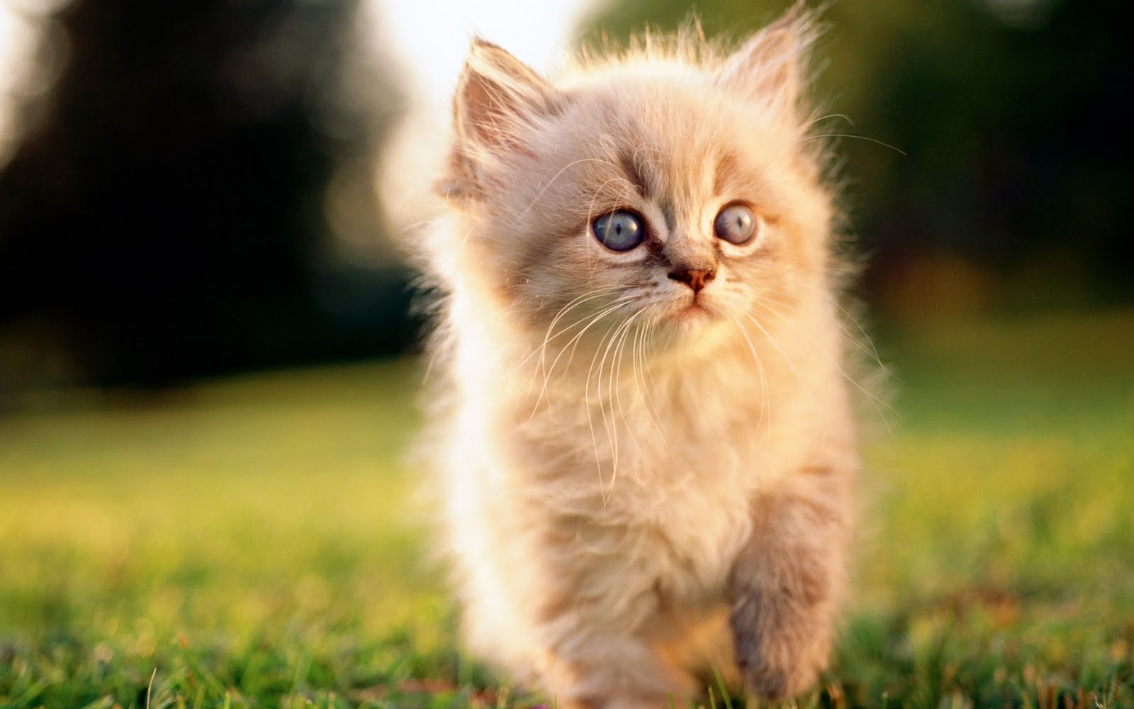Cats Widescreen Wallpapers HD Wallpapers