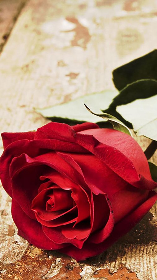 Roses Live Wallpaper Android Apps And Tests Androidpit