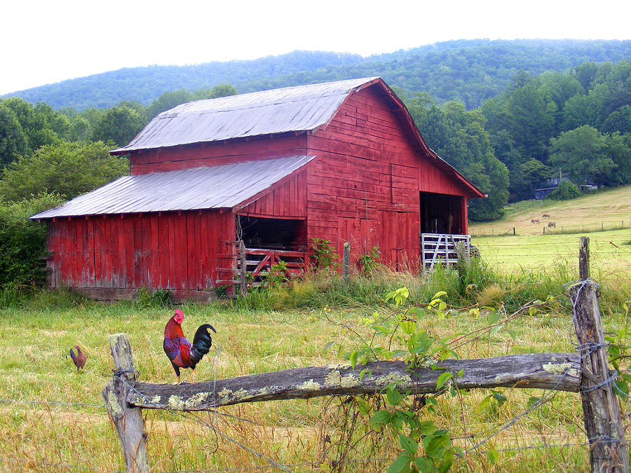 Red Barn And Rooster Photograph Fine Art Print