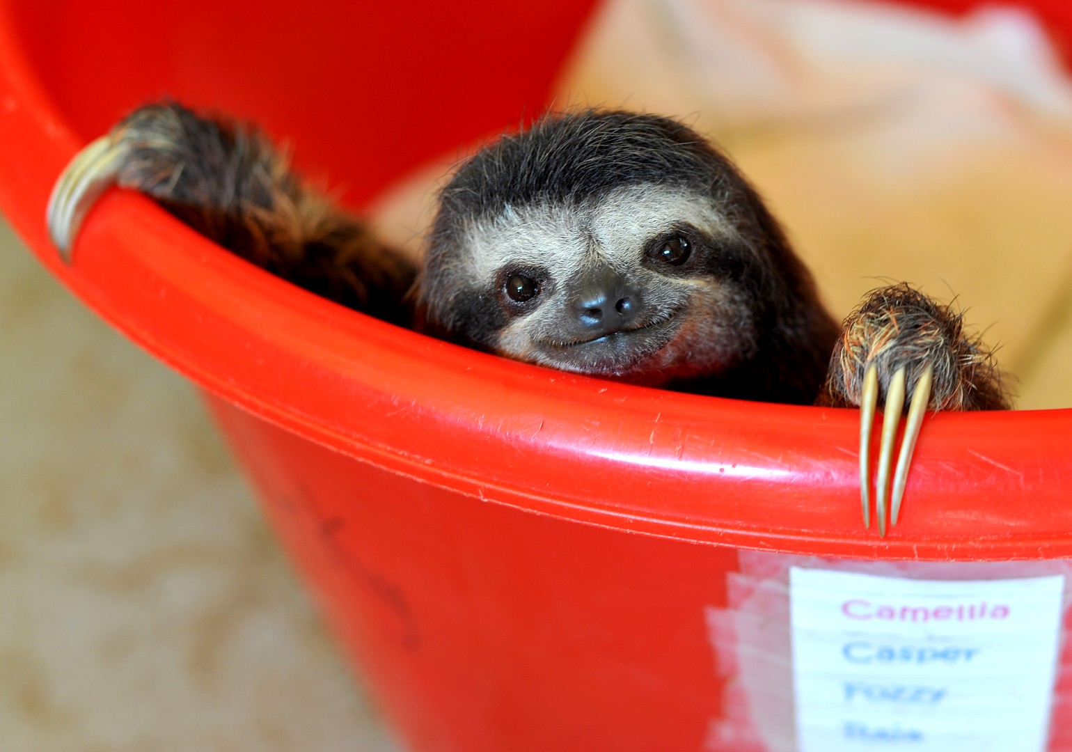 baby sloth wallpaper