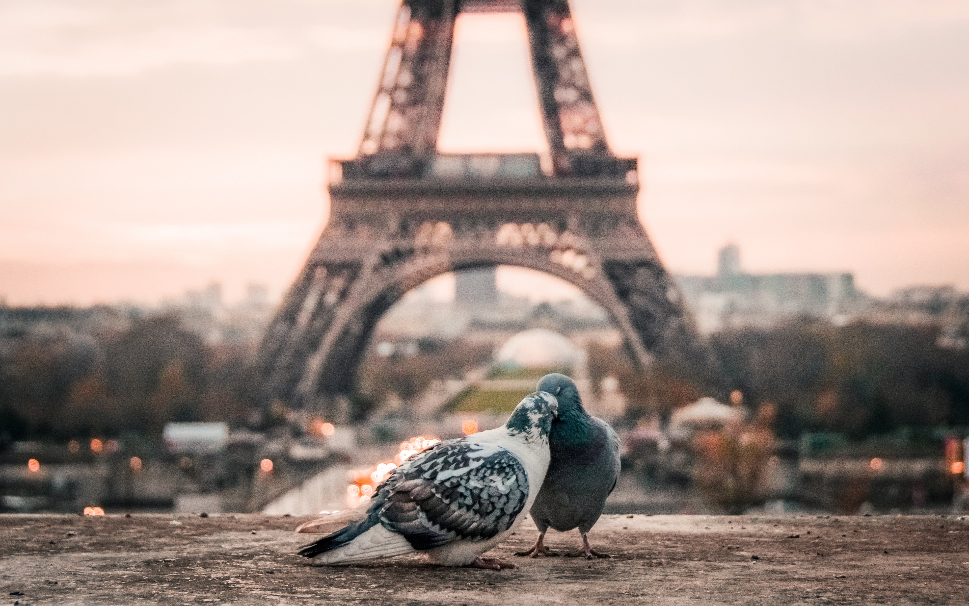 Doves Couple Eiffel Tower 4k Wallpaper