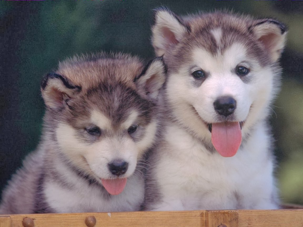 Free download Cute Puppies HD Wallpapers Collection Download Free