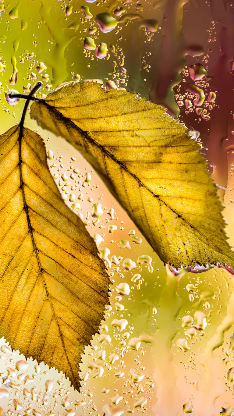 Autumn Phone Wallpaper