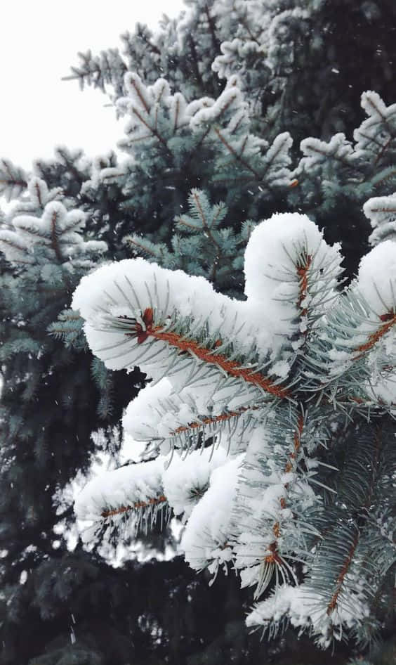 Snow iPhone Wallpaper