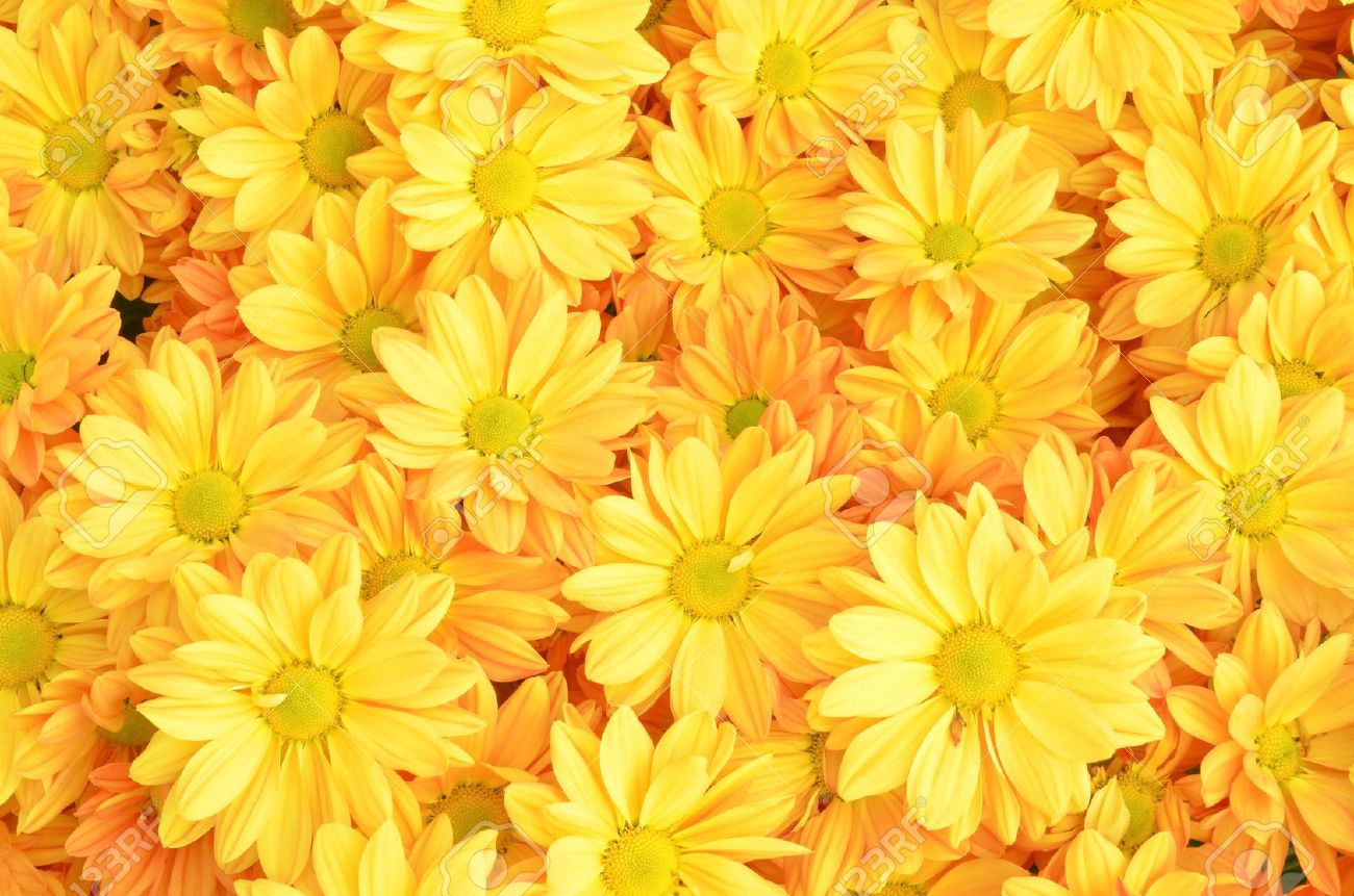 Yellow Chrysanthemum Flowers Background Stock Photo Picture And