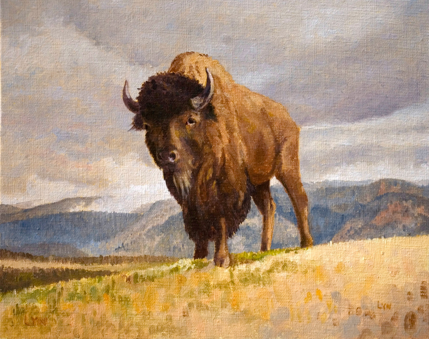 American Bison Buffalo Animal HD Wallpaper Pictures