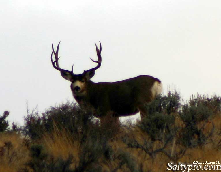 Mule Deer Wallpaper Utah Wildlife Photography All