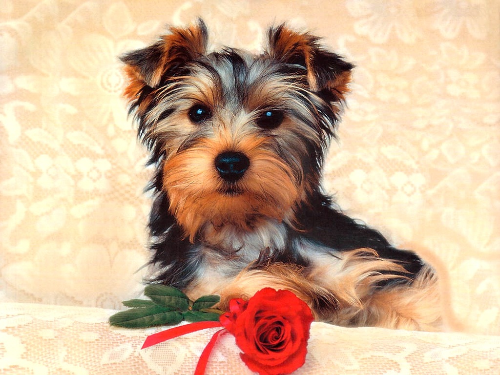 All World Wallpaper Cute Dogs Pets Animals Puppies