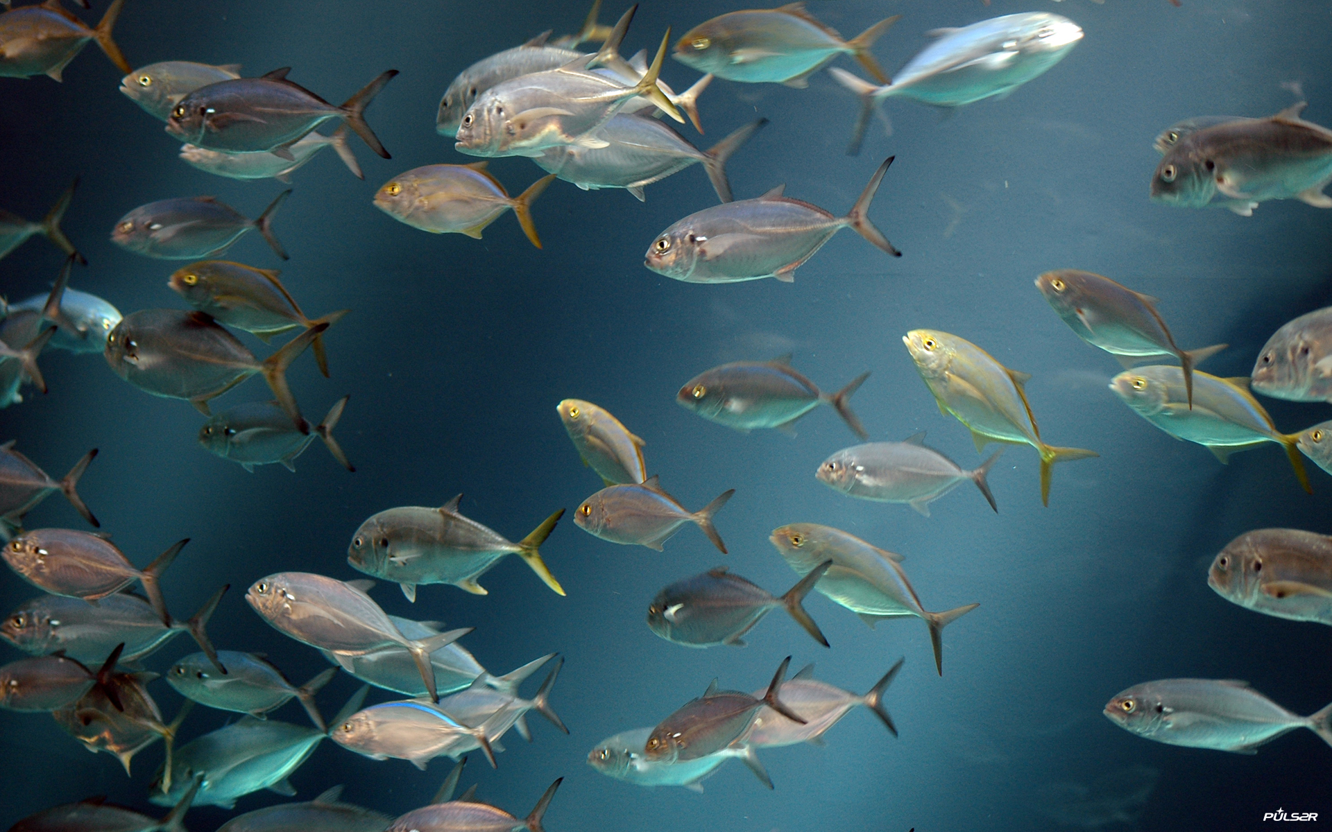 Wallpaper Description Fish Crowd In Blue Water Ocean
