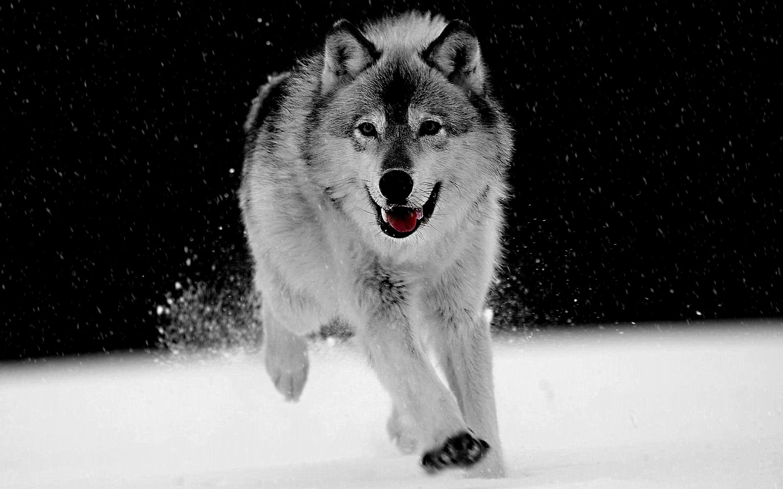 Wolf Wallpaper Wolves