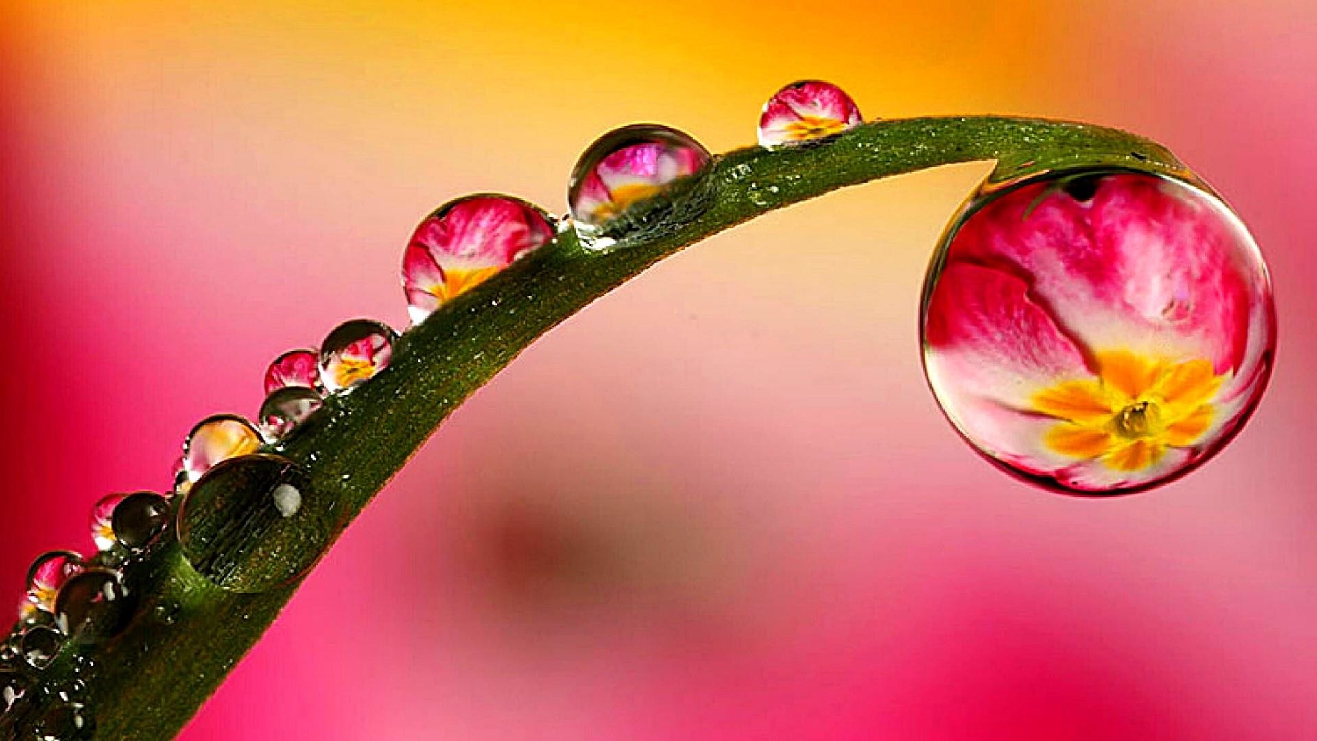 HD Water Drops Wallpaper