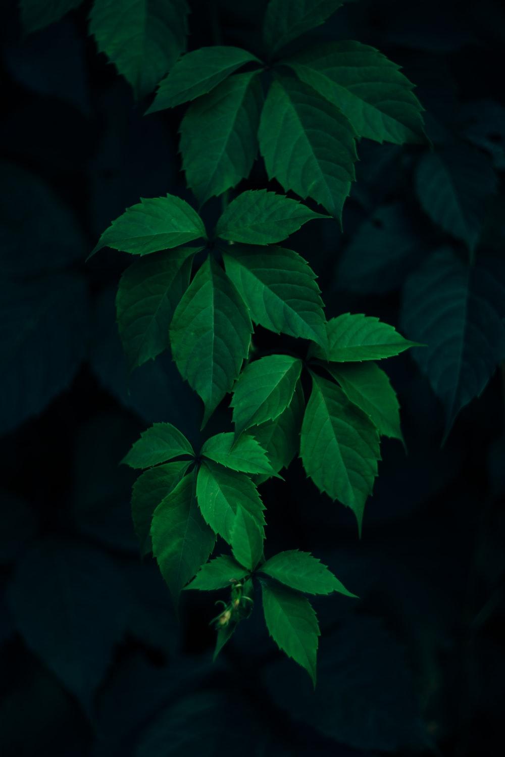 Dark Green Leaf Pictures Image