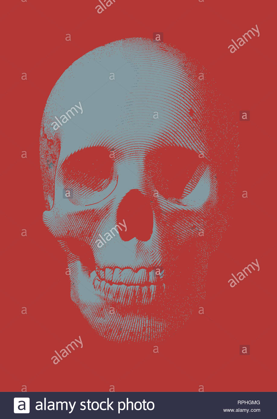 Light Blue Gray Engraving Skull Front Vector Illustration On