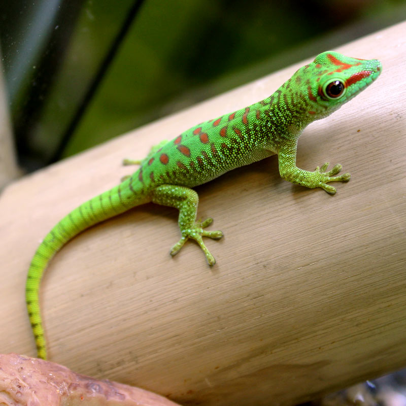 Madagascar Giant Day Gecko Facts and Pictures