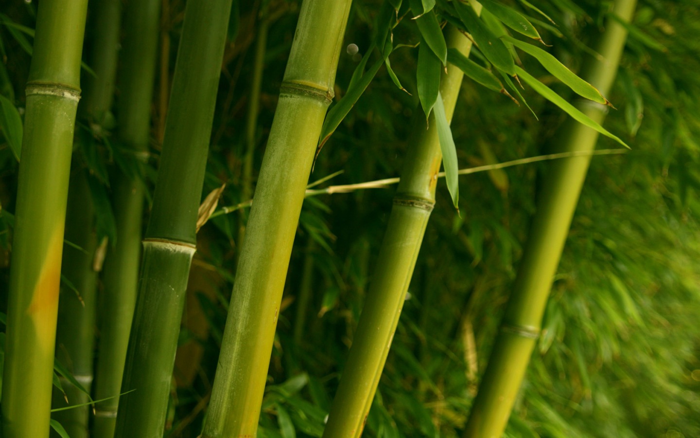 Green Bamboo Forest HD Desktop Mobile Wallpaper Background 9walls